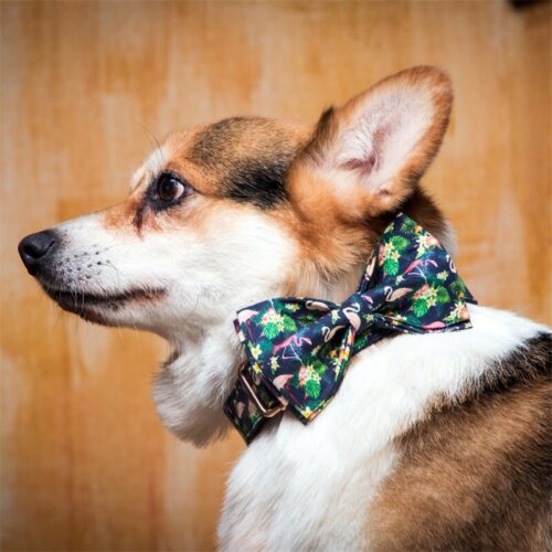 Yacht Bowtie Flamingo Dog Collar For Small Dogs - Image 6