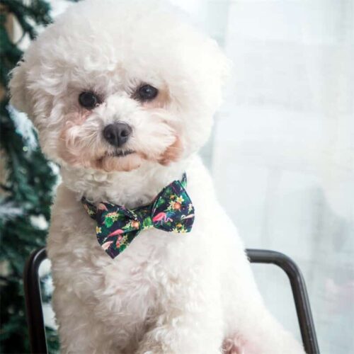 Yacht Bowtie Flamingo Dog Collar For Small Dogs - Image 5