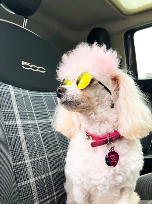 Pet Cat Glasses Dog Glasses Pet Products For Little Dog Cat Eye-wear Dog Sunglasses Photos Props Accessories Pet Supplies - Image 3