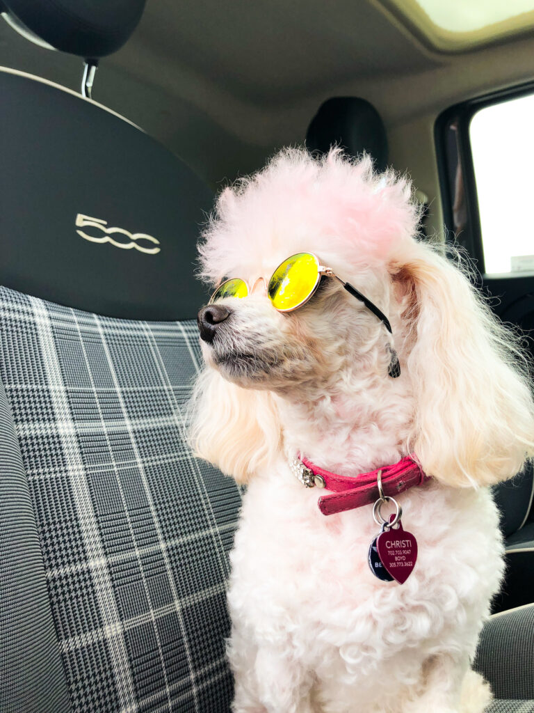 Pet Cat Glasses Dog Glasses Pet Products For Little Dog Cat Eye-wear Dog Sunglasses